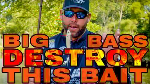 Big Bass ABSOLUTELY CRUSH Walking Topwater Baits