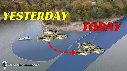 How to Relocate Bass When They Move