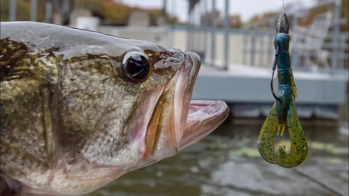 Fall Bass Fishing Using Crawfish Baits