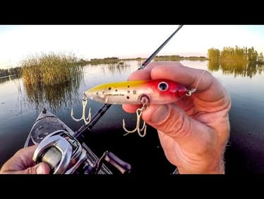 Let's Catch Some Topwater Smallies!