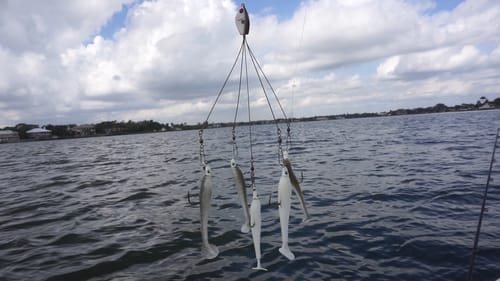Alabama Rig in Saltwater