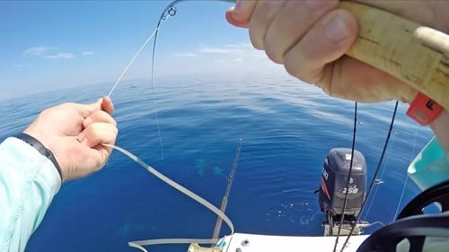 EPIC Fly Fishing Challenge | Fast Fish vs SHARKS!