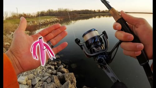 PINK Ned Rig Challenge! Winter Fishing - Bubblegum Color