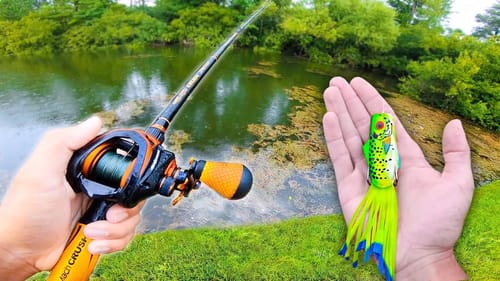 FROG Fishing SMALL Ponds! (Bank Fishing)