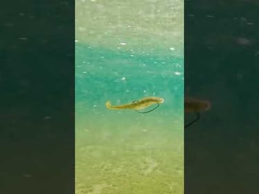Twitch or pull??🧐 How are you working this bait?👇Featured: Yamamoto D Shad