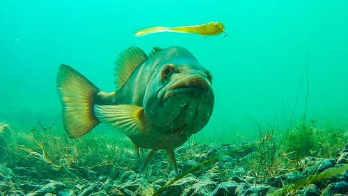 INSANE Underwater Footage Of Bass Eating Worms and Finesse Baits!