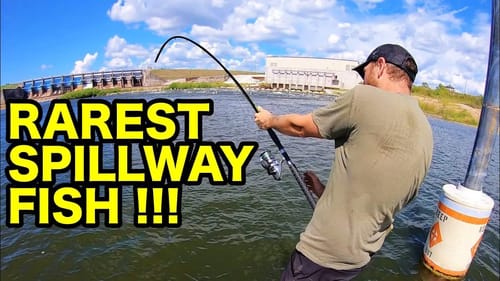 Its ILLEGAL to CATCH this SPILLWAY MONSTER!!!