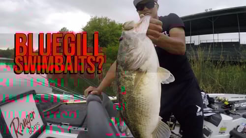 9lb Bass Eats Bluegill Swimbait