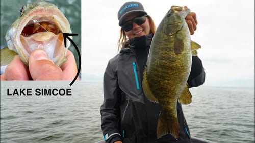 What are the BIG Smallmouth Bass EATING!?