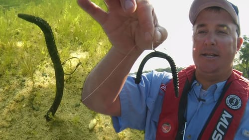 Tips on Bass Fishing the Neko Rig