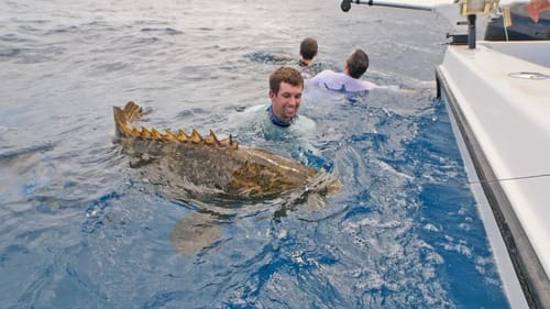 Saltwater Fishing for Huge Predator Fish