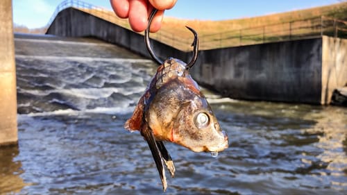BACK to BACK Spillway MONSTERS!!!