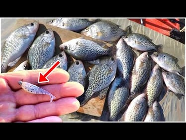 Catching Crappie Every Cast! Easy Way To Catch Crappie For Dinner!