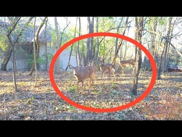 DRONE Vs. DEER