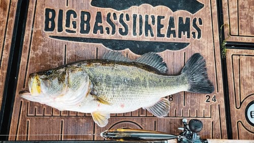 Megabass Megadog Topwater Big Bait Getting Crushed