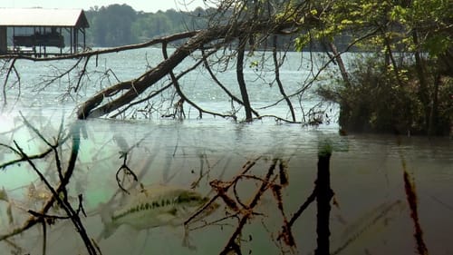 Find and Pattern Bass in Changing Water Levels