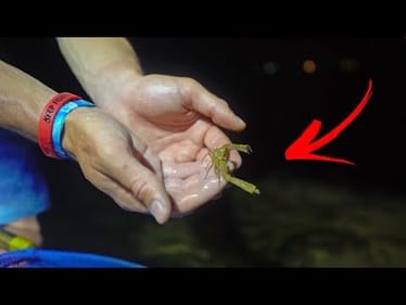 Tiny VENOMOUS Fish Found On The Beach!