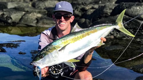 KINGFISH ON FLY OFF THE ROCKS - NORFOLK ISLAND