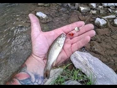 MICRO FISHING for MICRO BASS  ||WADING TINY CREEK||