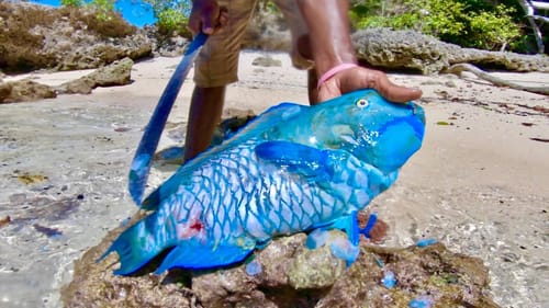 Parrot Fish Catch n Cook with Natives