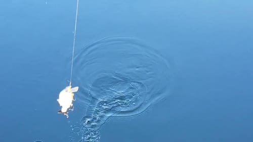 Swimbait Review: Rafa Custom Baits Gill Wake n Crank and 10" Shad Glide