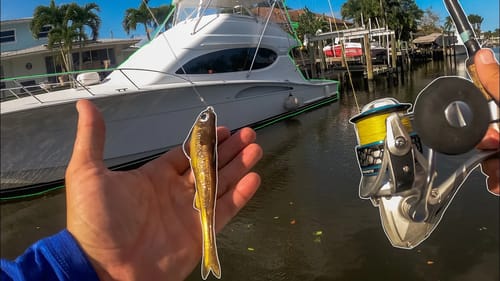 Saltwater Fish CRUSH This LURE | Fishing During Quarantine