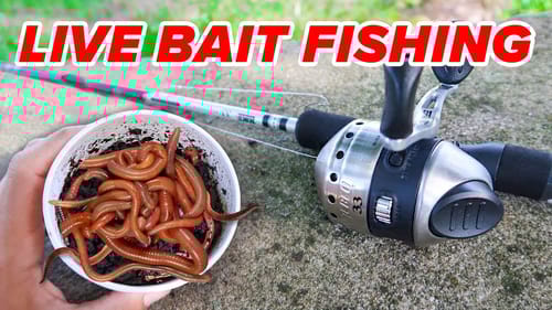 Fishing w/ LIVE Worms for Whatever Bites! (Livebait Fishing)