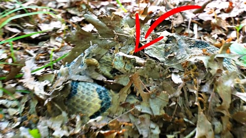 I Stepped on this GIANT RATTLESNAKE (Turkey Hunting)