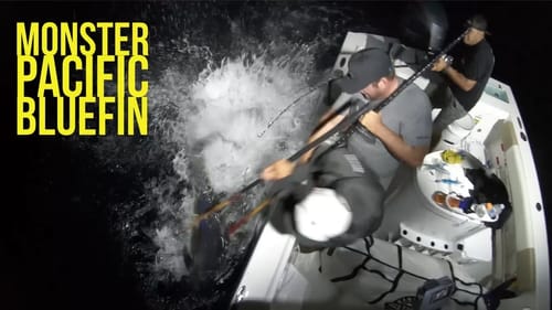 Monster Bluefin Tuna out of the Pacific   Big Bluefin Dreams Part 4