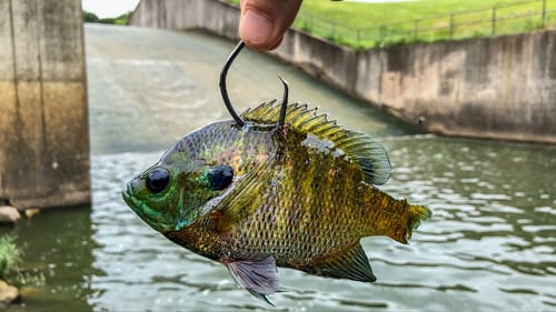 I Caught the SPILLWAY MONSTER Hiding in a TINY CREEK!!! (I Couldn't Believe it!)