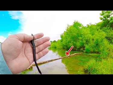 Let Me Show You An Easy Way To Catch BIG Fish From The Bank!
