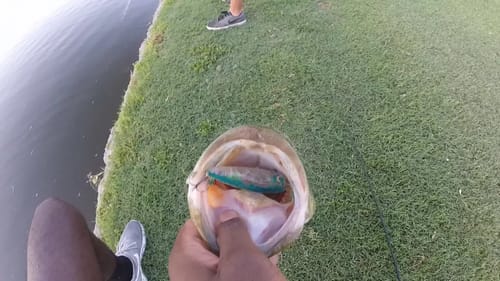 Insane Topwater Blow Ups While Bass Fishing!!