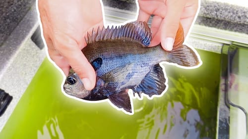 Catching GIANT Fish on HUGE Livebait (River Fishing)