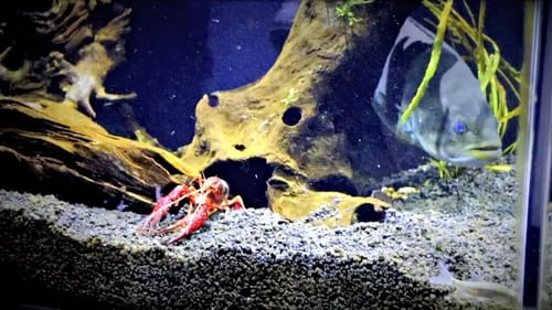 Crawfish Escapes Pet Bass Feeding!!