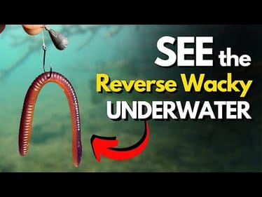 What's the REVERSE Wacky Rig REALLY Do Underwater? (Take a Look!)