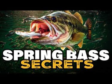 Bass SECRETS You CRAVE! MLF Champ Drew Gill ANALYZES Bass Forage In Southern Lakes