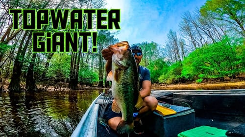 Big SHALLOW Bass CRUSH This OLD SCHOOL Topwater Lure!!! || Spring Bass Fishing