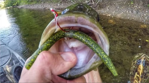 Wacky Riggin' Late Summer Smallies