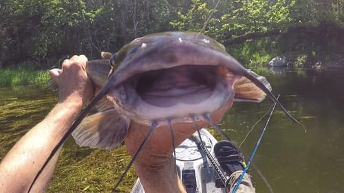The River Offered Me Some Catfish...