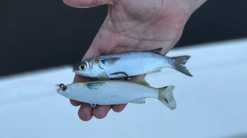 Live Mullet Versus Artificial Mullet