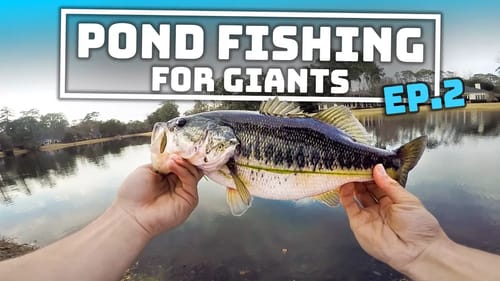 Pond Fishing for GIANTS - Ep.2