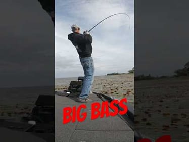 Highlights of Harris Chain Bass Fishing #short #bassfishing #harrischain