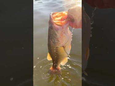 Who Loves a Last Cast Bite?