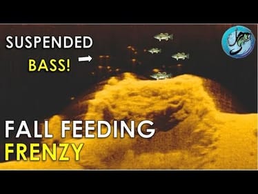 How to Catch Suspended Bass in the Fall | Bass Fishing Strategies