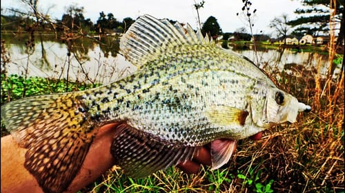 Fishing for BIG CRAPPIE With SWIMBAITS! (Cold Water)