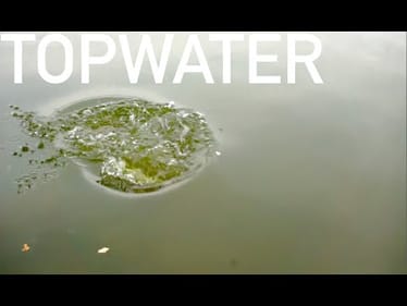 Topwater Catfish Eats Pizza -- VLOG #7