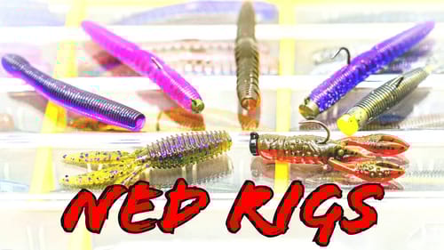 Buyer's Guide: Ned Rig Baits And Tips For Year Round Success!