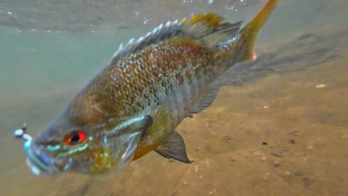 Sight Fishing Big Sunfish on Beds