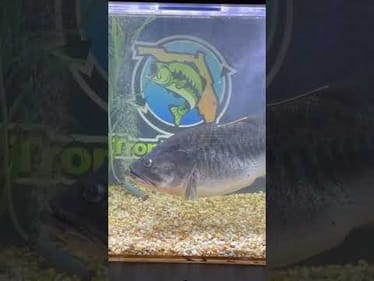 Guess the weight of this GIANT BASS ••• #shorts #fishing #bassuniversity