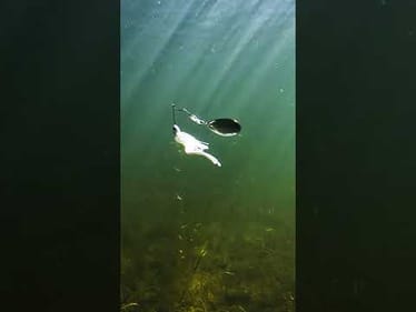 SPINNERBAIT SZN